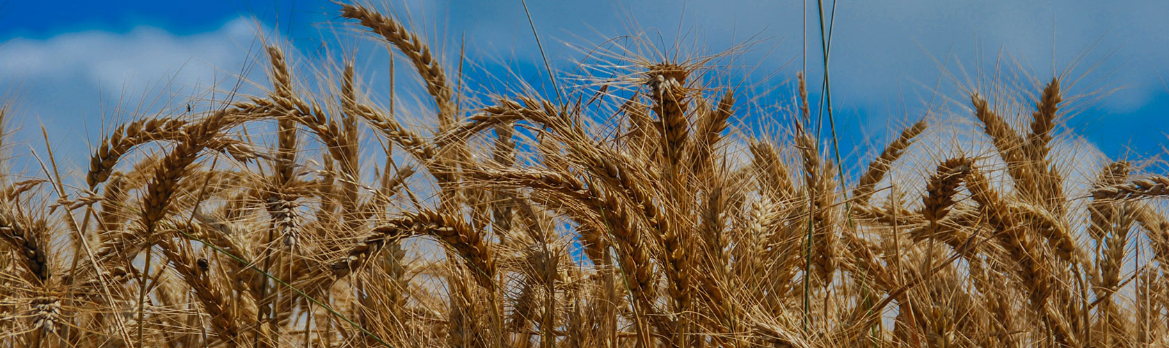 GAIN Interview Cruncher - GAINing Insight – How war in Ukraine impact global food supplies