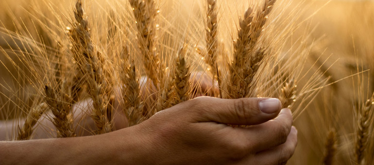 Hands holding grains 