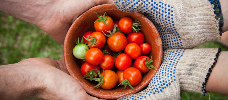 Hands holding bowl of tomatoes