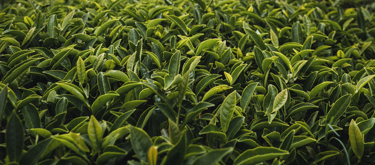 tea leaves