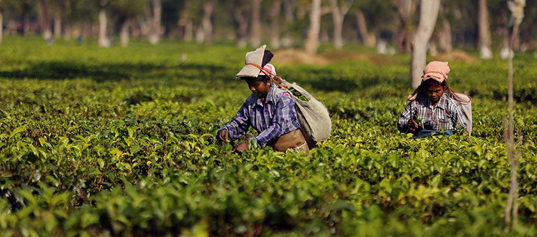 Tea workers in the gardens of Assam