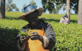 Tea plantation worker in Kenya holding tea leaf