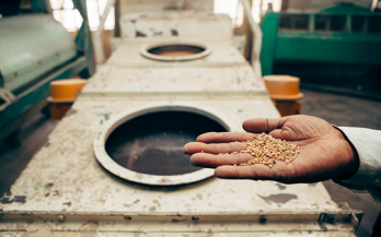 Hand holding grains in a fortification plant