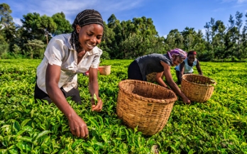Existing Workforce nutrition-related policies in Kenya and opportunities for improvement