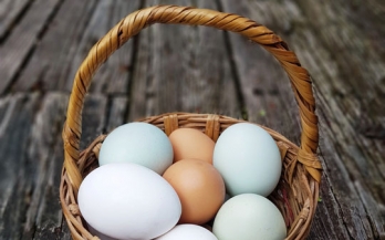 Nutrition of eggs