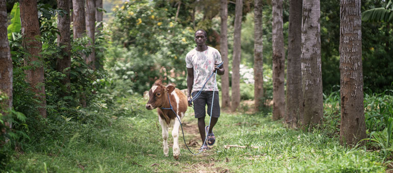 A young man guiding his cow