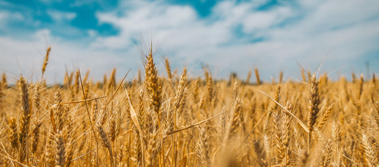 Wheat fields and blue sky