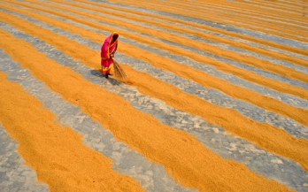 Woman drying rice at mill