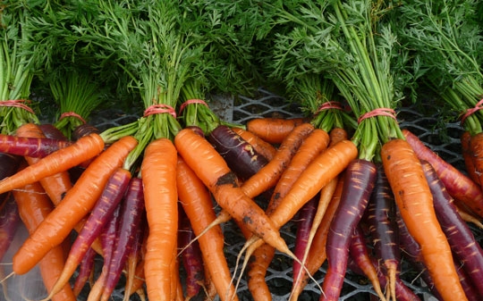 Nutritious batch of carrots