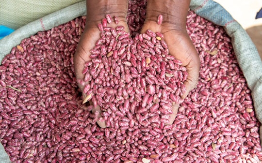 Hands holding biofortified beans out of a bag