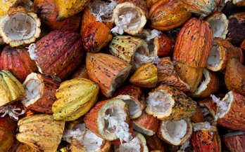Increasing cocoa productivity through improved nutrition: a call to action 