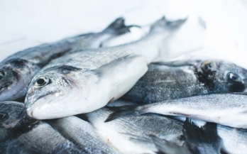 Fish: a rich source of nutrients