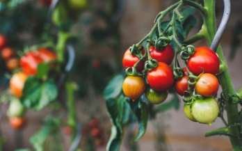 Reducing post-harvest loss of tomatoes in Ethiopia: E-PLAN