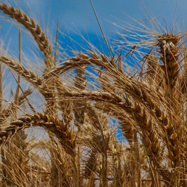 GAIN Interview Cruncher - GAINing Insight – How war in Ukraine impact global food supplies