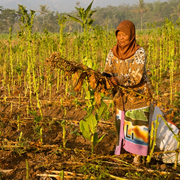 GAIN Interview Cruncher - How climate change threatens nutrition and food security – and what we can do about it?