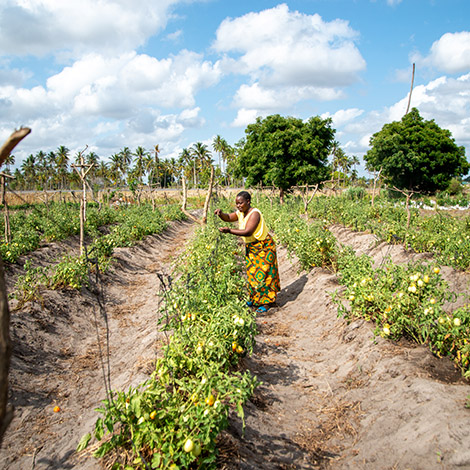 A female farmer sorting her tomato plantation